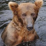 Bear in Big River Lake during Alaska fly out fishing trip