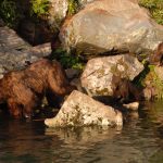 Bear2edit