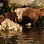 Bear8