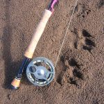 Fishing rod and wolf prints in sand at Bachatna Creek during Alaska fly out fishing trip