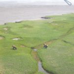 West forelands brown bears.