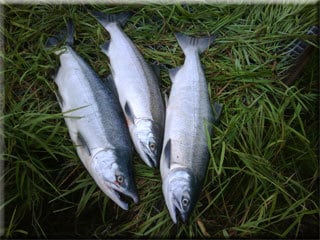 sockeye limit