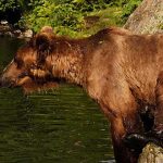 Slider Bears 02