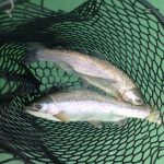Troutdouble2