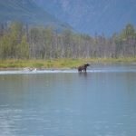 Crescentlakebear2