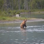 Crescentlakebear3