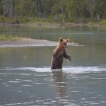 Crescentlakebear4