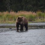 Kenaibear