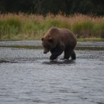 Kenaibear3