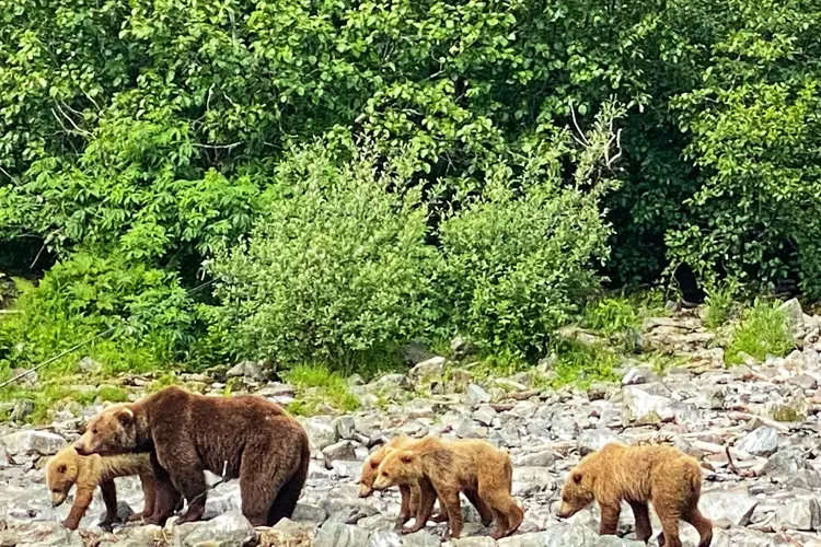 Big River Bear Family 750×500