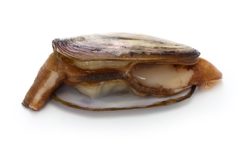 Alaska razor clam half open at Alaska Fishing